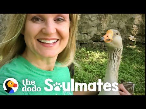 Goose Picks This Lady To Be His Mom Video | The Dodo Soulmates