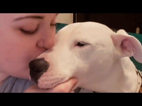 Lonely deaf dog is now so happy after finding a forever home #Video