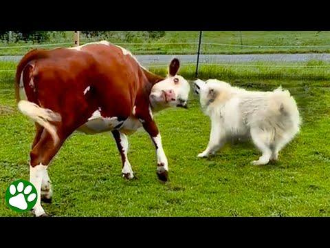 Cow and dog always GO NUTS together at sunset #Video