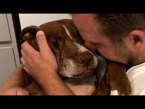 Senior shelter dog was desperate for love. Then he found the perfect home. #Video