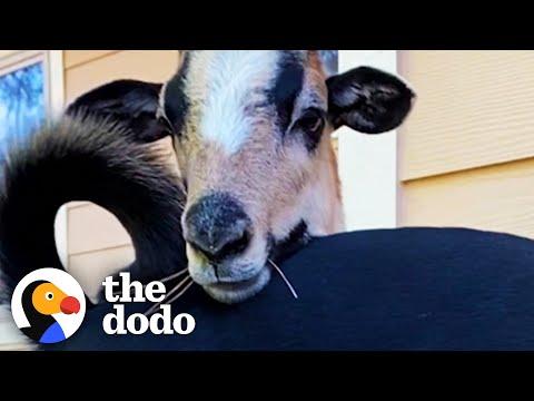 Sheep Jumps When He Hears His Dog Bestie's Name #Video