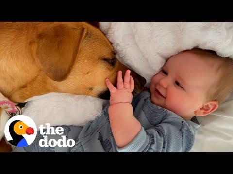Rescue Dog Helps Her Toddler Brother Take His First Steps #Video