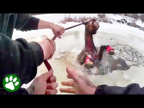 Heroic Police Officers Save Horse Trapped in Frozen Pond #Video