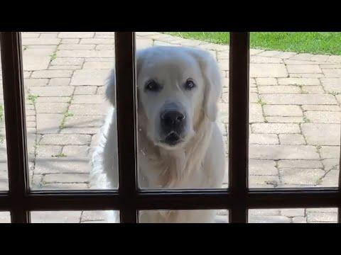 14-Year-Old Golden Retriever Brings Surprises to Neighbors Every Day #Video