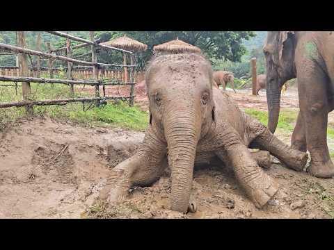 Chana’s Favorite Rainy Day Routine - ElephantNews #Video