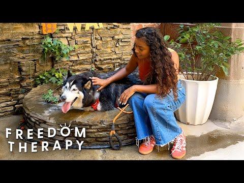 Shelter Husky Goes On Wild Shopping Spree #Video