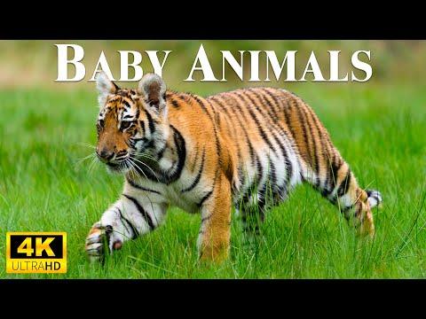 Baby Animals 4K - Young Wild Animals With Relaxing Music #Video