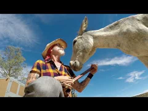 Hazel the donkey in love with weird instruments #Video