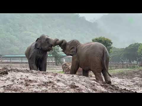 The Subtle Language of Elephants and Their Territory - ElephantNews #Video