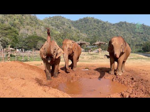 Mud Fun for KhamPang, Maliwan & Mae Koy! - ElephantNews #Video