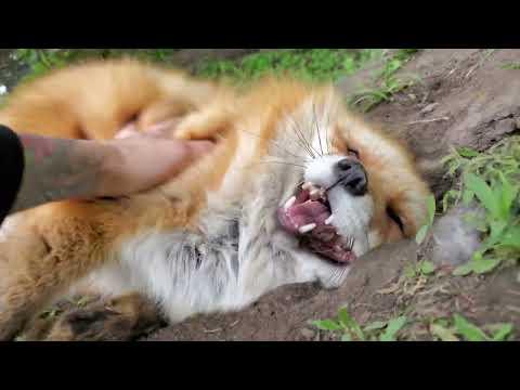 Happy foxes wagging tails and hehehe's #Video