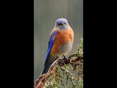 Bluebird in the Rain #Shorts #Video