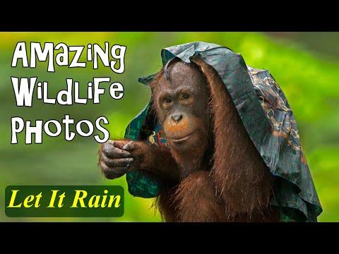 Amazing Wildlife Photography Let It Rain #Video
