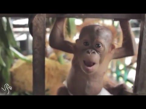 Orphan Orangutans Off To Baby School