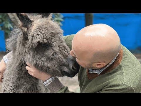 Baby donkey seems convinced this man's her mommy #Video