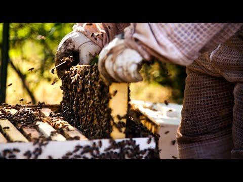 Bee Preacher (Texas Country Reporter) #Video