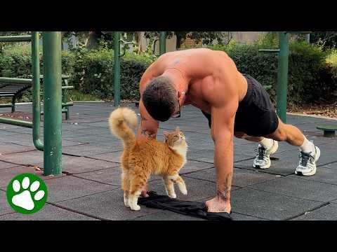 Stray Kitten Crashes Workout and Finds Forever Home #Video