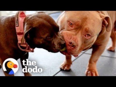 Pittie Siblings Are Complete Opposites #Video