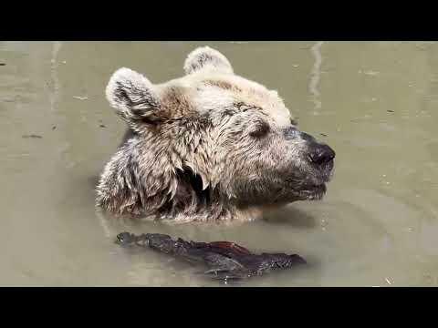If this doesn’t get your day going with a smile #Video