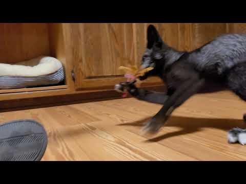 Fox pup Sly Guy tries to make the feather die #Video