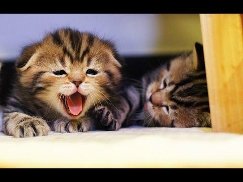 Funny Cats And Cute Kittens | New HD Compilation