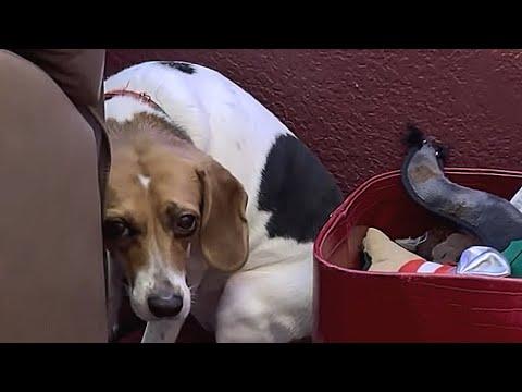 Lab dog's heartbreaking response to love #Video