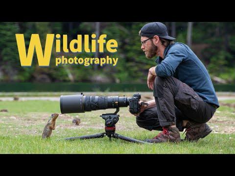WILDLIFE PHOTOGRAPHY of SMALL ANIMALS #Video