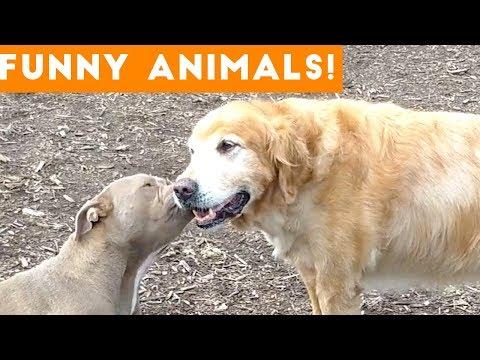 Funniest Pets & Animals of the Week Compilation December 2018 | Funny Pet Videos