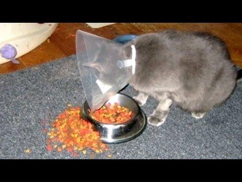 IF YOU LAUGH, YOU LOSE - The Funniest ANIMAL Videos Ever!