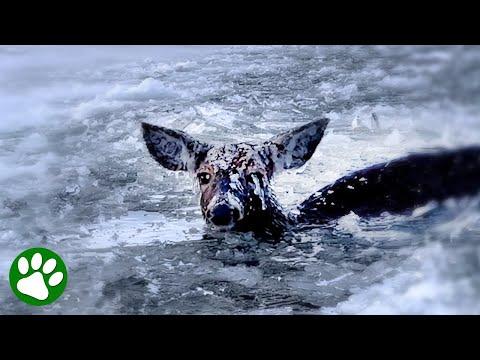 Frozen deer rescued from icy nightmare #Video