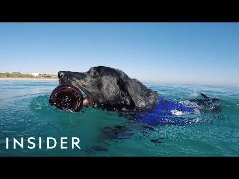 Dog Dives To Help Clean Polluted Oceans