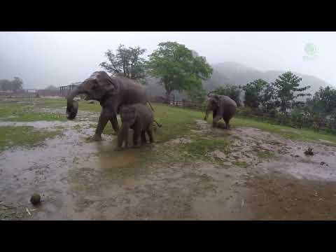 Cute Three Elephants Run To Celebrate The Rain - Elephants News #Video