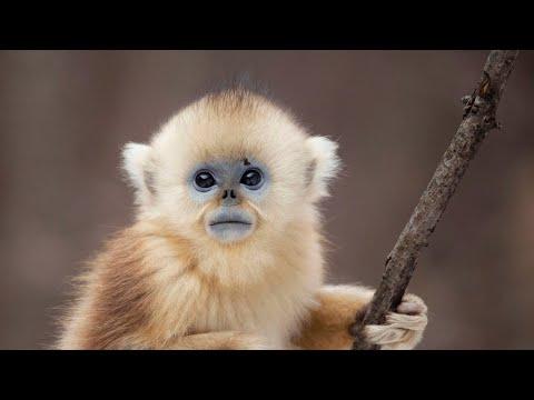 The Monkey with Blue Skin and no Nose | Seven Worlds, One Planet | BBC Earth