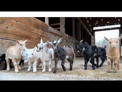 Uncut goat playtime! 4 minutes of fun! #Video