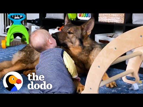 Police Dog Turns Into Giant Mush Around His Baby Sister #Video