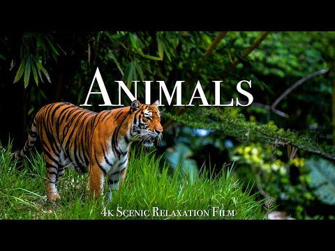 Animals Of The World 4K - Scenic Wildlife Film With Calming Music #Video