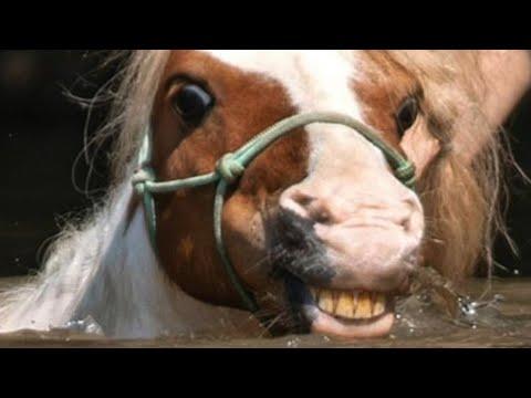 Rescue horse's smile will melt your heart #Video