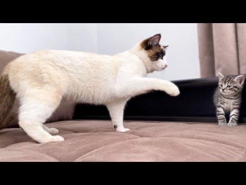 Funny Cat Reaction to New Baby Kitten #Video