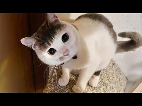 Most hilarious CATS that will make you LAUGH! Best CAT VIDEOS 2024 #Video