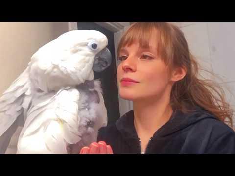 Comedian Parrot Steals the Spotlight with Dancing and Singing #Video