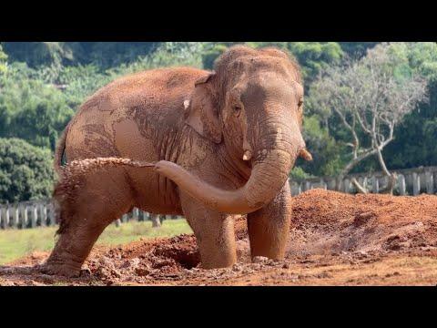 Handsome Young Bull Elephant Navaan Enjoys The Mud Pit! - ElephantNews #Video