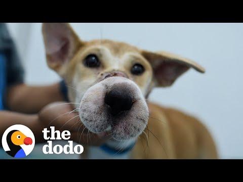 Dog With Mouth Taped Shut Escapes A Horrifying Fate #Video