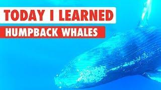Today I Learned: Humpback Whales