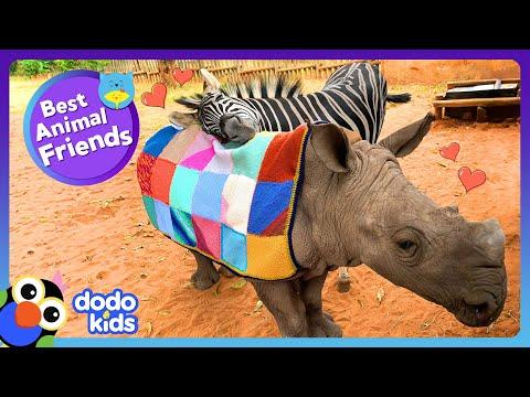 Baby Zebra Wants To Do Rhino Stuff! | Dodo Kids #Video