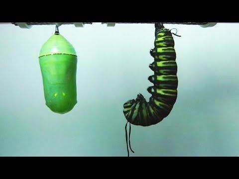 Monarch Butterfly Metamorphosis Time-lapse FYV 1080 HD