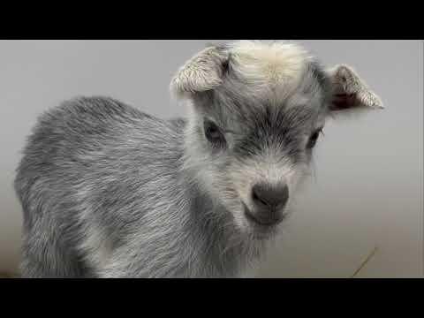 Rey the Puppy Goat! #Video