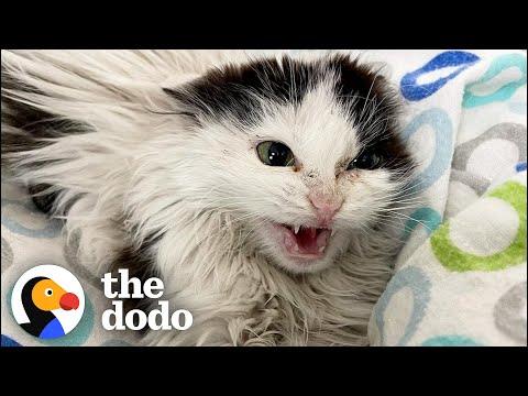 Giving A Hissing Feral Kitten A Bath And This Happens... #Video