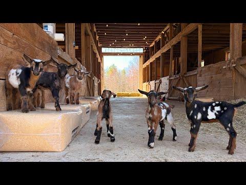 17 silly goat kids #Video