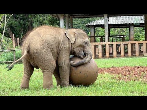 Get ready for a delightful dose of family fun with the adorable baby elephant Sa Ngae - ElephantNews