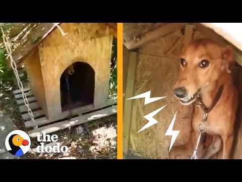Dog Chained Up For 6 Years Is Free For The Very First Time #Video